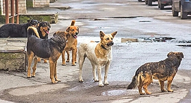 Vatandaşın Can ve Mal Güvenliği 'Köpekle' Tehdit Ediliyor: Buradaki Köpekleri Götür Bin Tanesini Geri Getirmezsem Şerefsiz Evladıyım
