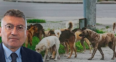 AKP'den Başıboş Köpek Açıklaması: 'Uyutulma' Olmak Zorunda, Yasada 'Ötanazi' Diye Geçecek