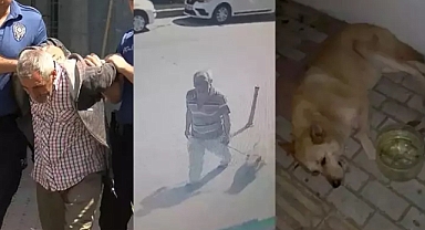 Bakırköy'de Köpeğe Cinsel İstismarda Bulunan Sapık Gözaltına Alındı