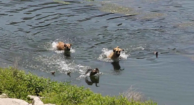 Başıboş Köpekler, İnsanlardan Sonra Suda Yaşayan Canlılara da Saldırmaya Başladı: Seyhan Nehri'nde Anneleriyle Beraber Yüzen Ördek Sürüsüne Başıboş Köpekler Saldırdı