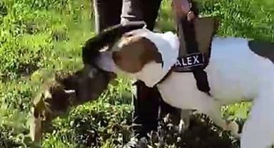 İstanbul'da Ağızlıksız Pitbull Dehşet Saçtı: Kedileri Parçaladı, Sahibine Saldırdı