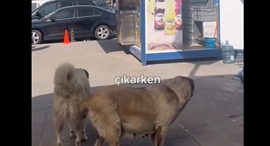 Metro Merdivenlerinden İnerken Başıboş Köpeğe Takılan Görme Engelli Vatandaş İsyan Etti