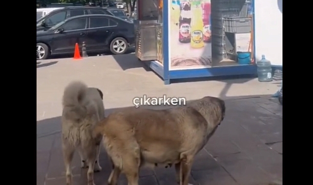 Metro Merdivenlerinden İnerken Başıboş Köpeğe Takılan Görme Engelli Vatandaş İsyan Etti
