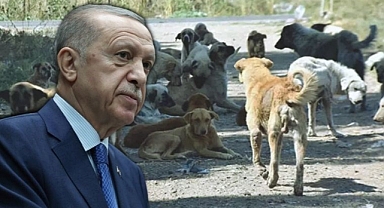AKP Başıboş Sokak Hayvanlarına 'Ötanazi' Düzenlemesini Erteleyecek İddiası