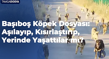 Başıboş Köpek Dosyası: Aşılayıp, Kısırlaştırıp, Yerinde Yaşattılar mı?