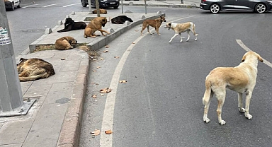 Başıboş Köpeklerle İlgili Kanun Teklifi AKP Grubunda İmzaya Açıldı: 'Uyutma' Teklifinde Son Söz Veterinerin