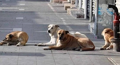 Başıboş Sokak Köpeği Sorununa 'Mama Lobisi' Deşifresi: Derneklere Toplanan Mama Paralarının Çoğu Şahsi Hesaplara Gitmiş