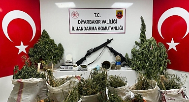 Diyarbakır’da 177 Bin 495 Kenevir Bitkisi ile 65 Kilo Esrar Ele Geçirildi
