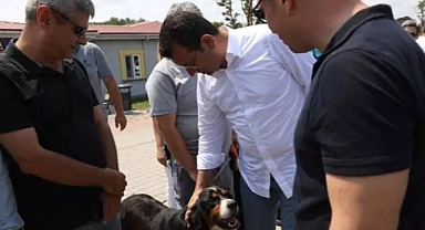Ekrem İmamoğlu, Başıboş Sokak Köpekleri İle İlgili 'Çözüm Önerilerini' Sıraladı: Ülke Genelinde Etkili Bir Kısırlaştırma Uygulaması Yapılmalı