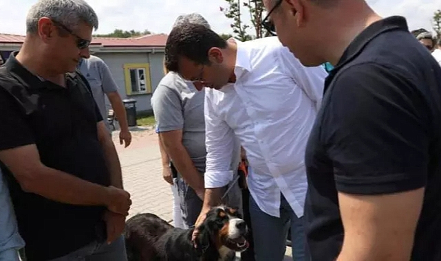 Ekrem İmamoğlu, Başıboş Sokak Köpekleri İle İlgili 'Çözüm Önerilerini' Sıraladı: Ülke Genelinde Etkili Bir Kısırlaştırma Uygulaması Yapılmalı