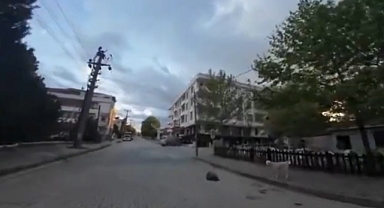 Güney Koreli Bir Turist, İğneada’da Köpek Saldırısına Uğradı 