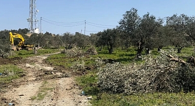 Hatay'da Tapulu Bir Zeytinlik Alanı Sahibinden Habersiz Talan Edildi: 'Yol Yapacağız, Projeyi Çizdik'