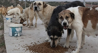 İstanbul'da Başıboş Köpekler Yüzünden Cinayet: Mama Kavgası Ölümle Bitti