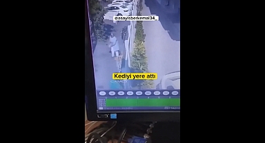İstanbul'da Bir Kadın İş Yerinde Bulunan Yavru Kediyi Yüksekten Aşağı Attı