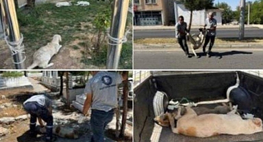 Kürtçülerin Vekilleri İtiraz Etti Belediyeleri Topladı: Kürtçü DEM Partili Silvan Belediyesi Yasa Geçer Geçmez Başıboş Köpekleri Topladı, Tepkiler Üzerine Paylaşımı Sildiler