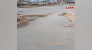 Mersin'de 17 Yaşındaki Genç Spor Yaparken Başıboş Köpeklerin Saldırısına Uğradı
