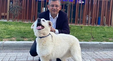 Özgür Özel'den Başıboş Sokak Köpekleri Çıkışı: Hepimiz O Canların Önünde Kendimizi Siper Etmeye Hazırız