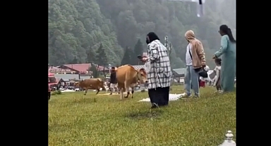 Trabzon'da Bir Grup İnek Arap Turistleri Yerinden Etti