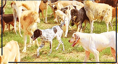 Türkiye'deki Sahipsiz Köpekler, Ortaya Çıkan Riskler ve Çözüm Yolları: Sahipsiz Köpekler ve Köpek Kaynaklı Hastalıklar