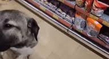 Umursamazlığı Pes Dedirtti: Bir Kadın Başıboş Sokak Köpeğini Markete Alışveriş İçin Soktu