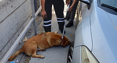 İstanbul Fatih'te Başıboş Köpeklerin Saldırısından Sonra Köpekler Toplanmaya Başladı