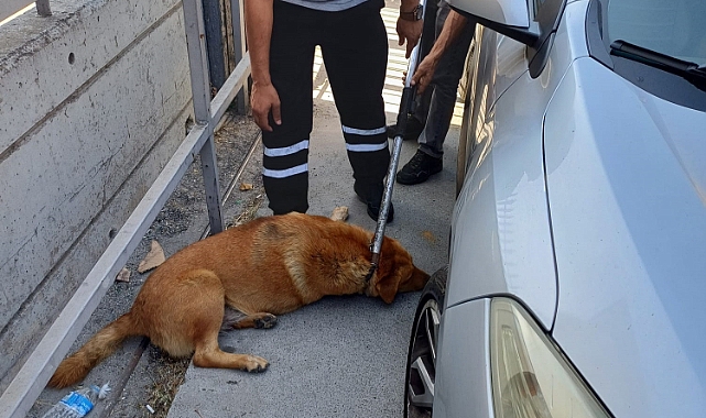 İstanbul Fatih'te Başıboş Köpeklerin Saldırısından Sonra Köpekler Toplanmaya Başladı