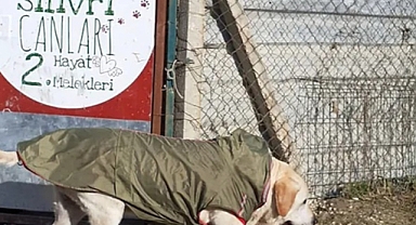 Silivri'de Başıboş Sokak Hayvanları Üzerinden Vurgun: 30 Milyon Lira Toplanmış