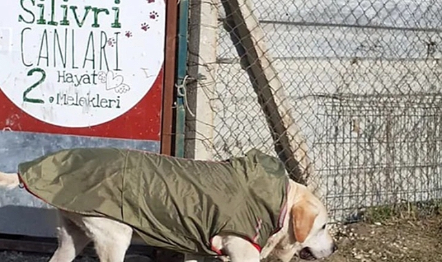 Silivri'de Başıboş Sokak Hayvanları Üzerinden Vurgun: 30 Milyon Lira Toplanmış