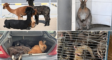 Türkiye'ye Gelen Yunanistan Plakalı Otomobilde 6 Türden 42 Hayvan Ele Geçirildi