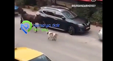 Bursa'da Başıboş Pitbull Cinsi Köpek Ata Saldırarak Paramparça Etti