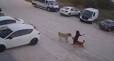 Tekirdağ'da Bir Kadın, Köpeğini Gezdirmeye Çıkardığı Sırada Başıboş Sokak Köpeğinin Saldırısına Uğradı