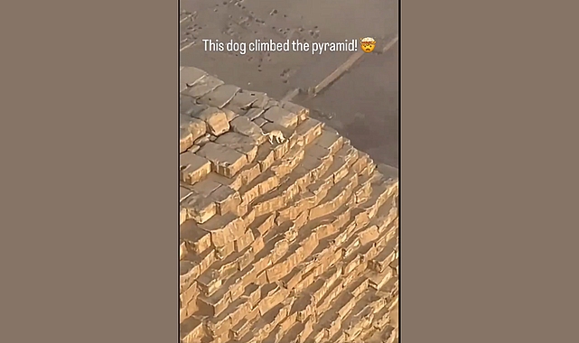 Başıboş Köpek Sorunu Mısır'da: Bir Sokak Köpeği Piramidin Tepesinde Piramidi Eşeledi