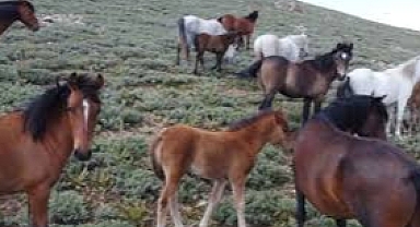 Haydutlar Her Yerde: Kayseri'de Yılkı Atlarını İzlemek İsteyen Aileye Saldırı