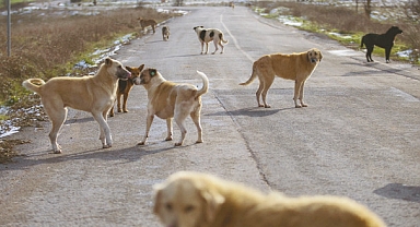 Kütahya'da Başıboş Sokak Köpeklerinin Saldırdığı Kadın Hastanelik Oldu