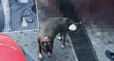 İstanbul'da Pitbull Dehşeti: Yaşlı Adam Bacağını Kaybetti