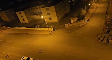 Siirt'te Başıboş Sokak Köpeklerinden Kaçan Bir Motosiklet Sürücüsü Kamyonete Çarptı, Hayatını Kaybetti