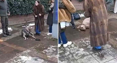 Kadıköy ve Beşiktaş'ta Kaldırımda Yürüyen Köpekler Elektrik Akımına Kapıldı