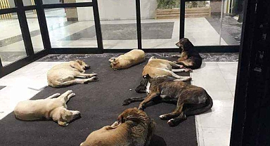 Sağlık Bakanlığı'ndan Başıboş Sokak Hayvanları Adımı: 81 İle Talimat Gönderdi