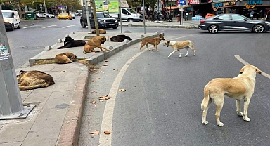 Tarım ve Orman Bakanlığı, Başıboş Köpekleri Toplamayan Belediyelere Köpek Başına 71 Bin TL Ceza Yazılacağını Duyurdu