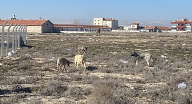 Konya'da Başıboş Sokak Köpekleri 2 Yaşındaki Küçük Kızı Hayattan Kopardı