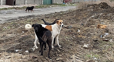 Konya, Erzurum ve Hakkari'de Yaşanan Başıboş Köpek Saldırılarıyla İlgili Soruşturma Başlatıldı