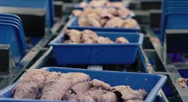 Dardanel Türk İşçilerin Şartlarını İyileştirmek Yerine Filipinli İşçi İthal Etti