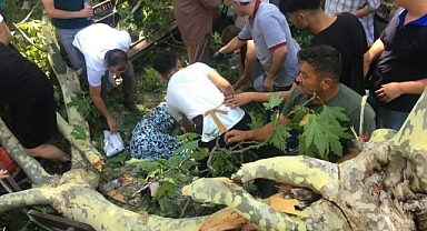 İhmaller Zinciri ve İdari Sorumsuzluk: Gölcük'teki Çınar Ağacı Faciasında İki Türk Genci Hayatını Kaybetti