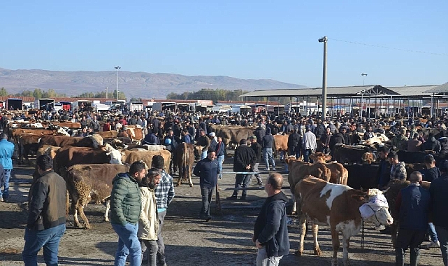Kene Salgınından Sonra Şimdi de Şap Hastalığı: Ülke Genelinde Tüm Hayvan Pazarları Kapatıldı