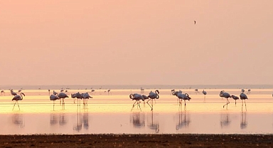 Koç Holding ve AKP Batman Vekili Nasıroğlu Ortaklığı Seyfe Gölü'nü Tehdit Ediyor: Kırşehirliler Direniyor