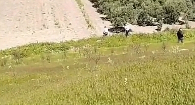 'Rezerv Alanı Yasası' Mağduriyet Yaratmaya Devam Ediyor: Yaşlı Kadın Zeytin Ağaçları İçin Gözyaşı Döktü