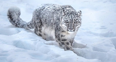 Kırgızistan'ın Yeni Sembolü: Kar Leoparı