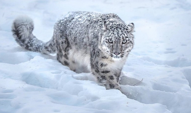 Kırgızistan'ın Yeni Sembolü: Kar Leoparı