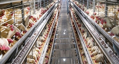 Tavuk Etinde Son Zamlar Sonrası İhracat Durduruldu: Plansızlık Eleştirileri Büyüyor