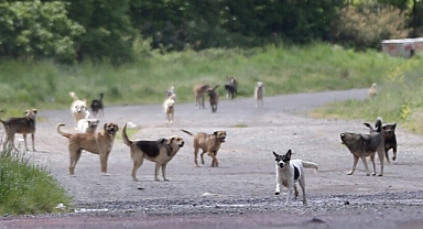 İstanbul'da Başıboş Sokak Köpeklerinin Yüzde 46'sı Toplandı